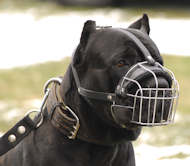 Cane Corso dog muzzle