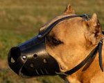 Leather Dog Muzzle for Staffordshire Terrier-Not Latigo Muzzle