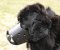 Leather Dog Muzzle for Newfoundland-Not Latigo Muzzle