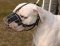 Dogo Argentino Wire Muzzle-Cage Basket Dog Muzzle