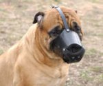 Leather Dog Muzzle for Bullmastiff-Not Latigo Muzzle
