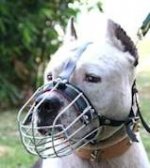 Staffordshire Terrier Muzzle - Wire Muzzle,Cage Muzzle,Basket Dog Muzzle For Staffordshire Terrier