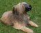 Leather Dog Muzzle for Briard-Not Latigo Muzzle