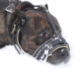 Cane corso Royal Nappa Leather Dog Muzzle