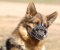 German Shepherd Muzzle - Wire Muzzle,Cage Muzzle,Basket Dog Muzzle For German Shepherd