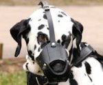 Leather Dog Muzzle for Dalmatian-Not Latigo Muzzle