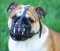 Leather Basket Dog Muzzle for British Bulldog