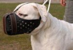Agitation/Police Dog Muzzle For American Bulldog-Leather Muzzle