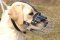 Labrador Retriever Muzzle - Wire Muzzle,Cage Muzzle,Basket Dog Muzzle For Labrador Retriever