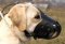 Leather Dog Muzzle for Labrador Retriever-Not Latigo Muzzle