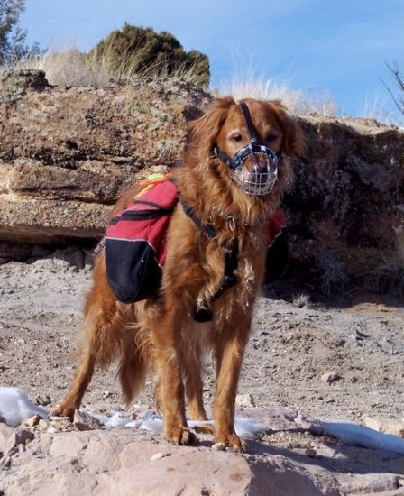 Golden Retriever dog muzzles Muzzle - Wire Muzzle,Cage Muzzle,Basket Dog Muzzle For Golden Retriever dog muzzles - Click Image to Close