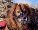 Golden Retriever dog muzzles Muzzle - Wire Muzzle,Cage Muzzle,Basket Dog Muzzle For Golden Retriever dog muzzles