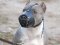 Leather Dog Muzzle for PitBull-Not Latigo Muzzle