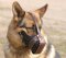 Agitation/Police Dog Muzzle For German Shepherd-Leather Muzzle