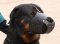 Leather Dog Muzzle for Rottweiler-Not Latigo Muzzle