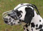 Dalmatian Muzzle - Wire Muzzle,Cage Muzzle,Basket Dog Muzzle For Dalmatian