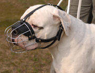 American Bulldog Cage Muzzle - Wire Basket Muzzle Dog Muzzle