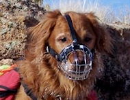 Golden Retriever dog muzzles Muzzle - Wire Muzzle,Cage Muzzle,Basket Dog Muzzle For Golden Retriever dog muzzles