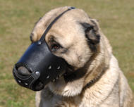 Leather Dog Muzzle for Anatolian Shepherd-Not Latigo Muzzle