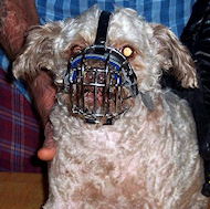 Pekepoo dog Wire Muzzle-Cage Basket Dog Muzzle