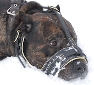 Cane corso Royal Nappa Leather Dog Muzzle
