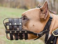 amstaff-muzzles