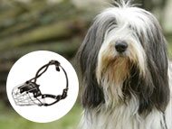 bearded-collie-muzzles
