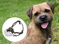border-terrier-muzzles
