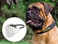 bullmastiff-muzzles