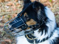 collie-muzzles