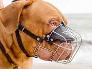 Leather Dog Muzzle for Dogue de Bordeaux and Bullmastiff Mastiff