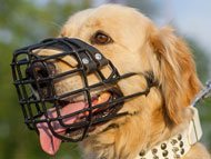 golden-retriever-muzzles