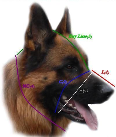 How to measure your Dog!