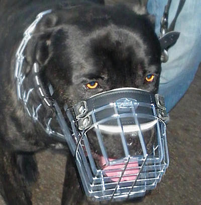 Mastiff Wire Dog Muzzle