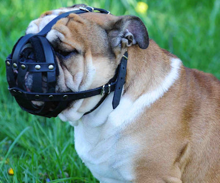 Bulldog muzzle pets at home hotsell