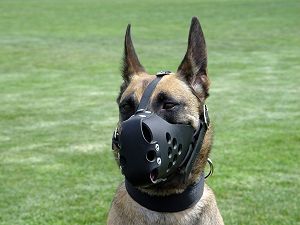 police dog muzzle