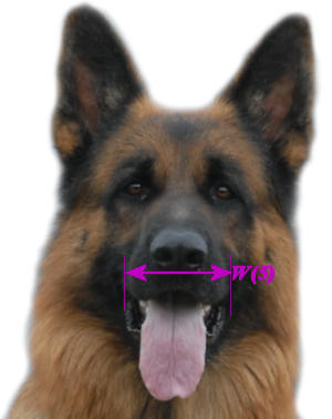 Please spend 3 minutes to size your dog to get best dog muzzle