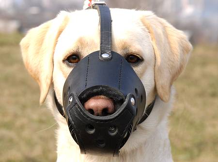 Dog muzzle for labrador store