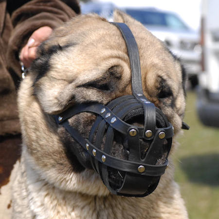 Leather Basket Dog Muzzle for Anatolian Shepherd