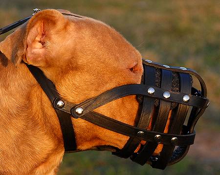 Best basket muzzle for pitbull shop