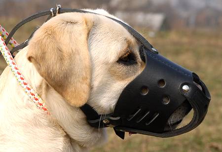 Dog muzzle for labrador store