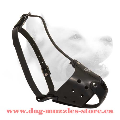 Medium Everyday Leather Dog Muzzle