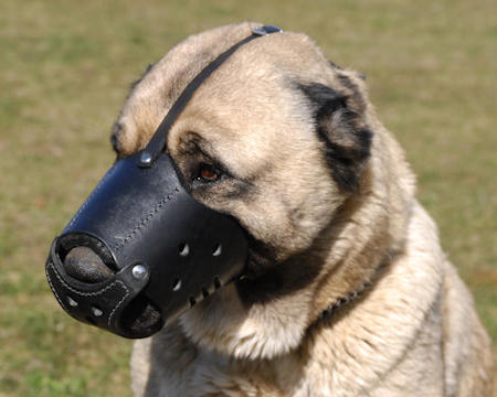 Leather Dog Muzzle for Anatolian Shepherd Not Latigo Muzzle
