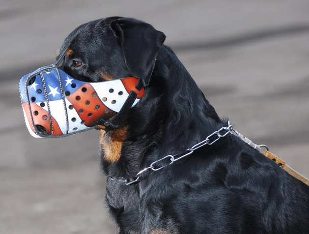 Cool clearance dog muzzles