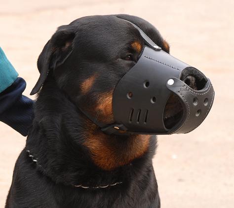 Leather Dog Muzzle for Rottweiler-Not Latigo Muzzle - Click Image to Close