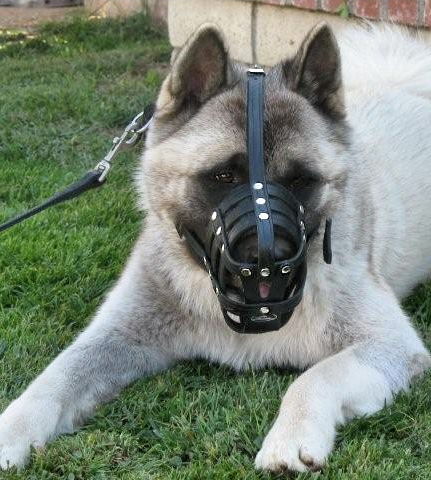 leather dog muzzle for akita or similar breeds