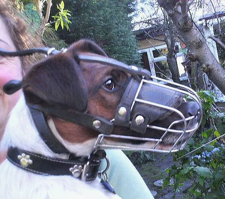 American Foxhound Muzzle - Wire Muzzle,Cage Muzzle,Basket Dog Muzzle For American Foxhound - Click Image to Close