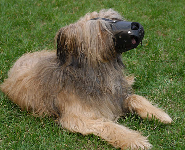 Leather Dog Muzzle for Briard-Not Latigo Muzzle