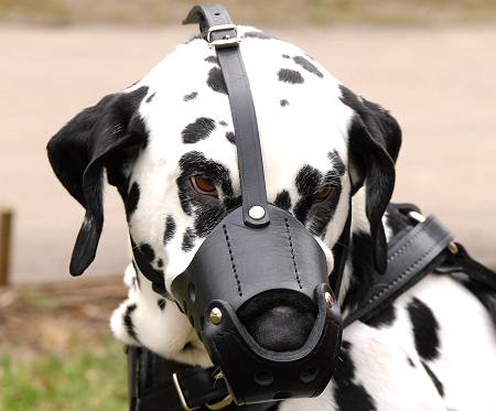 Leather Dog Muzzle for Dalmatian-Not Latigo Muzzle