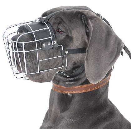 Great shop dane muzzle